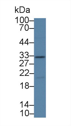 Polyclonal Antibody to Kallikrein 14 (KLK14)