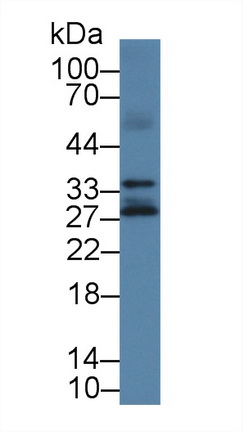 Polyclonal Antibody to Kallikrein 14 (KLK14)