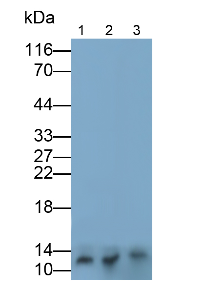 Polyclonal Antibody to Thioredoxin 2, Mitochondrial (TXN2)