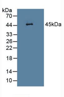 Polyclonal Antibody to Leukocyte Elastase Inhibitor (LEI)