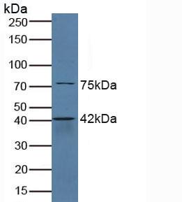 Polyclonal Antibody to Placental Thrombin Inhibitor (PTI)