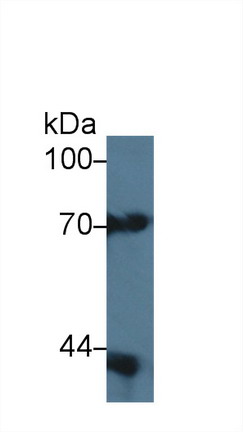 Polyclonal Antibody to Cytoplasmic Antiproteinase 3 (CAP3)