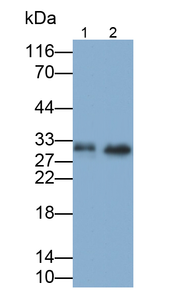 Polyclonal Antibody to Proenkephalin (PENK)