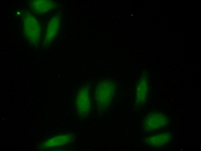 Polyclonal Antibody to Pronociceptin (PNOC)