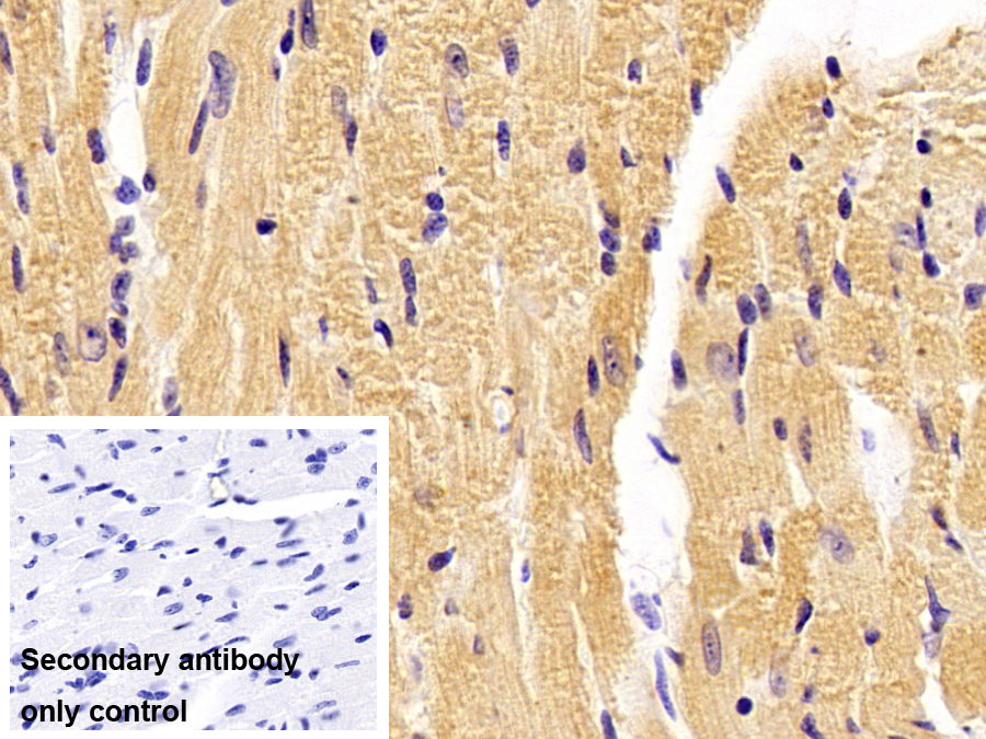 Polyclonal Antibody to Dickkopf Related Protein 3 (DKK3)