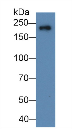 Polyclonal Antibody to Myosin Heavy Chain 7, Cardiac Muscle, Beta (MYH7)