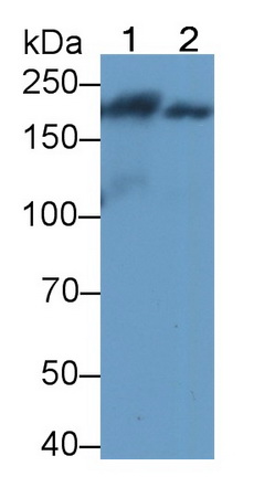 Polyclonal Antibody to Myosin Heavy Chain 11, Smooth Muscle (MYH11)