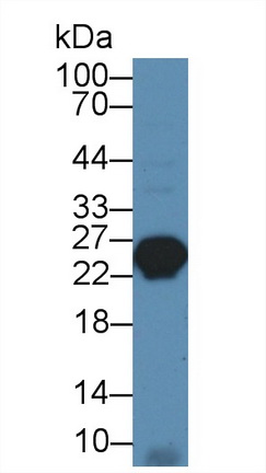 Polyclonal Antibody to Myosin Light Chain 3, Alkali, Ventricular, Slow Skeletal (MYL3)