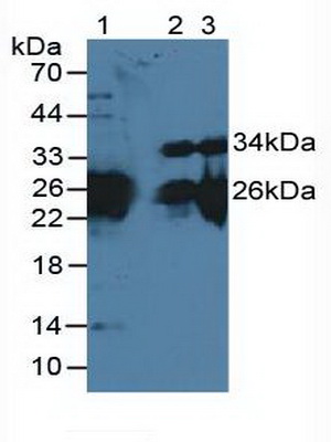 Polyclonal Antibody to Myosin Light Chain 3, Alkali, Ventricular, Slow Skeletal (MYL3)