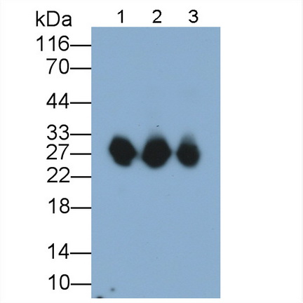 Polyclonal Antibody to Myosin Light Chain 3, Alkali, Ventricular, Slow Skeletal (MYL3)