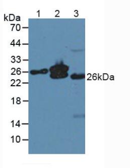 Polyclonal Antibody to Myosin Light Chain 4, Alkali, Atrial, Embryonic (MYL4)