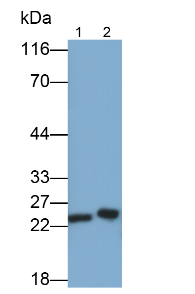 Polyclonal Antibody to Myosin Light Chain 4, Alkali, Atrial, Embryonic (MYL4)