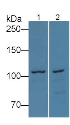 Polyclonal Antibody to Myosin ID (MYO1D)