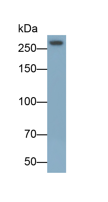 Polyclonal Antibody to Myosin IE (MYO1E)