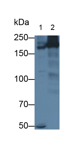 Polyclonal Antibody to Myosin Heavy Chain 14, Non Muscle (MYH14)