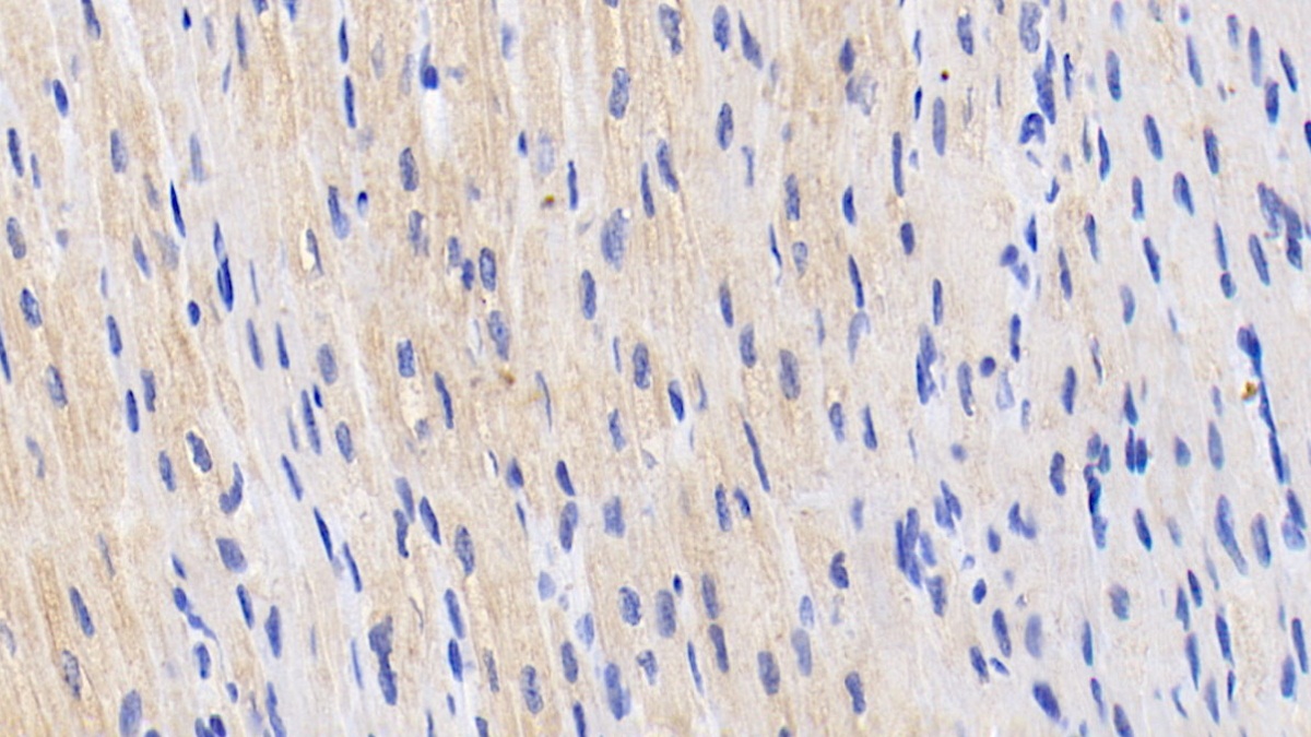 Polyclonal Antibody to Hypoxia Inducible Factor 2 Alpha (HIF2a)