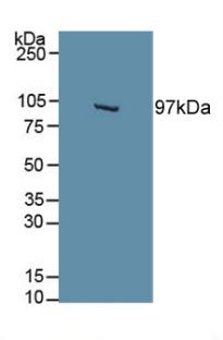 Polyclonal Antibody to Hypoxia Inducible Factor 2 Alpha (HIF2a)