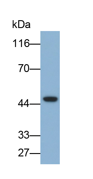 Polyclonal Antibody to 5-Hydroxytryptamine Receptor 2A (HTR2A)