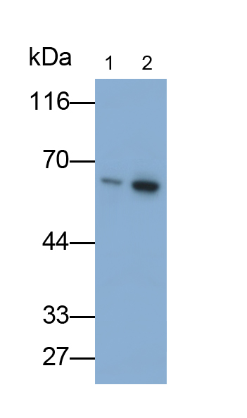 Polyclonal Antibody to Heat Shock 70kDa Protein 14 (HSPA14)