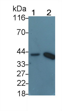 Polyclonal Antibody to Heat Shock 70kDa Binding Protein 1 (HSPBP1)