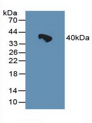 Polyclonal Antibody to Heat Shock 70kDa Binding Protein 1 (HSPBP1)