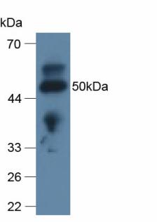 Polyclonal Antibody to Apolipoprotein L2 (APOL2)