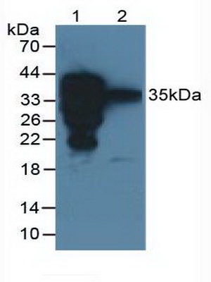 Polyclonal Antibody to Surfactant Associated Protein A2 (SPA2)