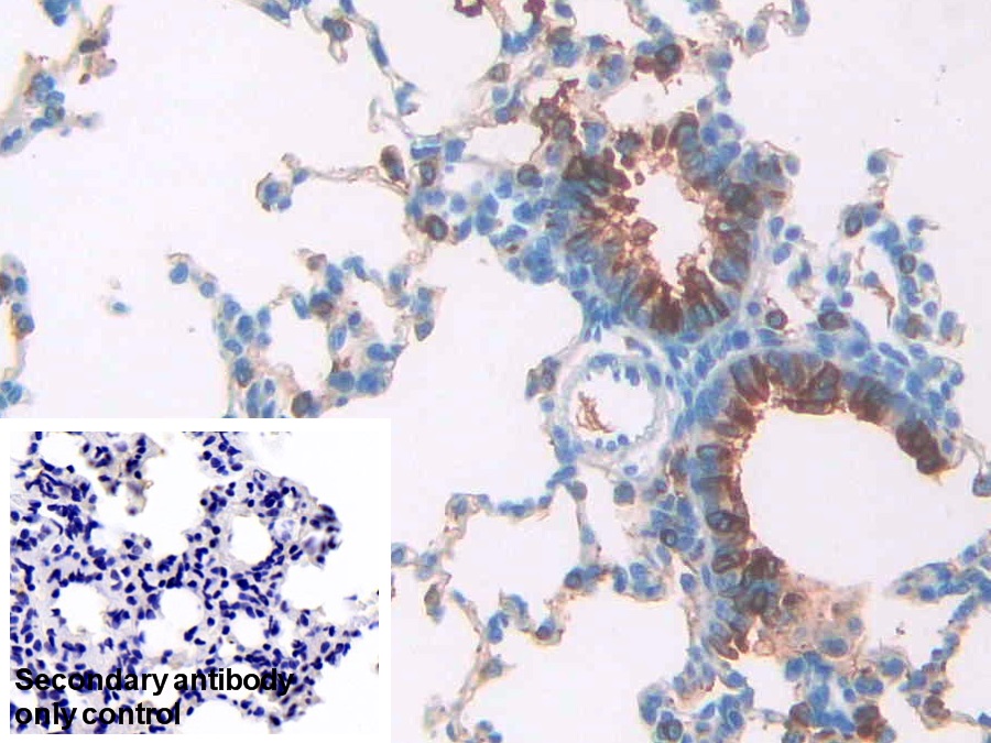 Polyclonal Antibody to Surfactant Associated Protein A2 (SPA2)