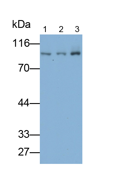 Polyclonal Antibody to Heat Shock Protein 90kDa Alpha B1 (HSP90aB1)