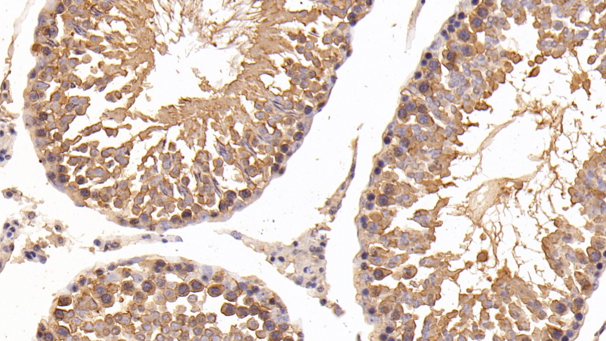 Polyclonal Antibody to Heat Shock Protein 90kDa Alpha A1 (HSP90aA1)