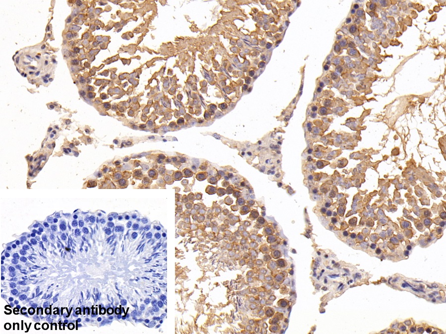 Polyclonal Antibody to Heat Shock Protein 90kDa Alpha A1 (HSP90aA1)