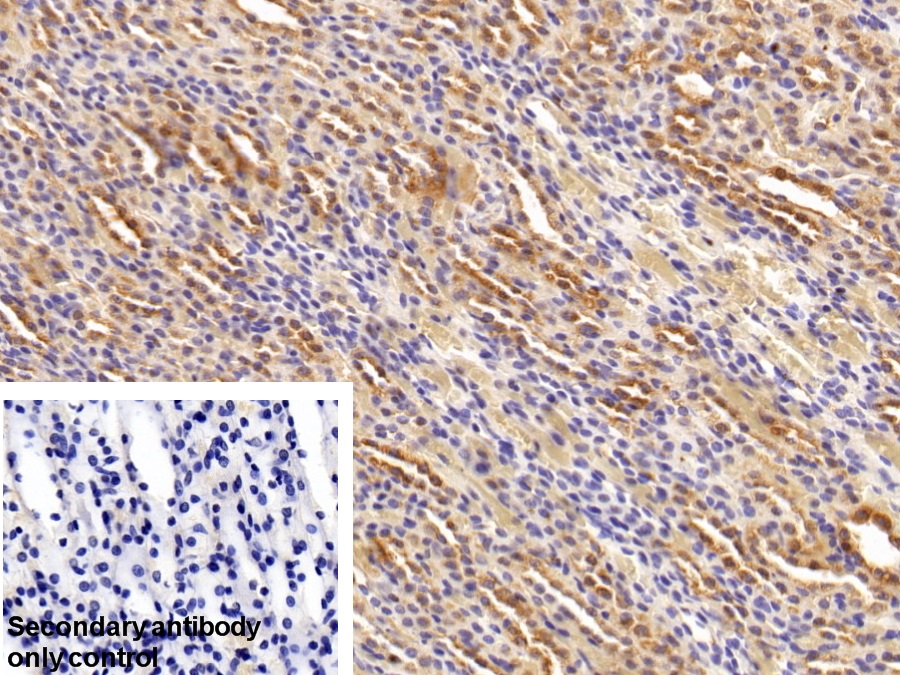 Polyclonal Antibody to Heat Shock Protein 90kDa Alpha A1 (HSP90aA1)