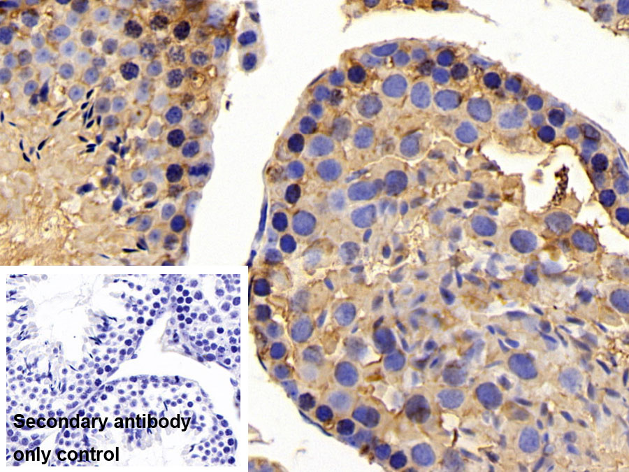 Polyclonal Antibody to Heat Shock Protein 90kDa Alpha A1 (HSP90aA1)