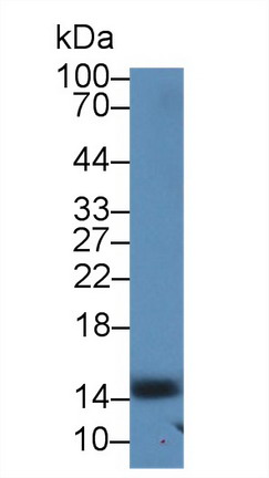 Polyclonal Antibody to Serum Amyloid A4, Constitutive (SAA4)