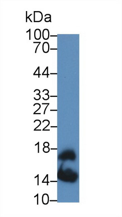 Polyclonal Antibody to Serum Amyloid A4, Constitutive (SAA4)