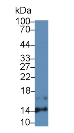 Polyclonal Antibody to Serum Amyloid A4, Constitutive (SAA4)