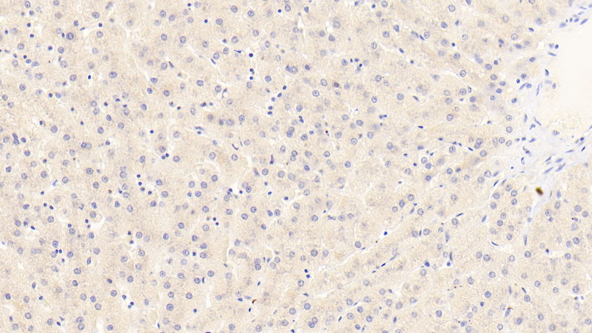 Polyclonal Antibody to Serum Amyloid A4, Constitutive (SAA4)