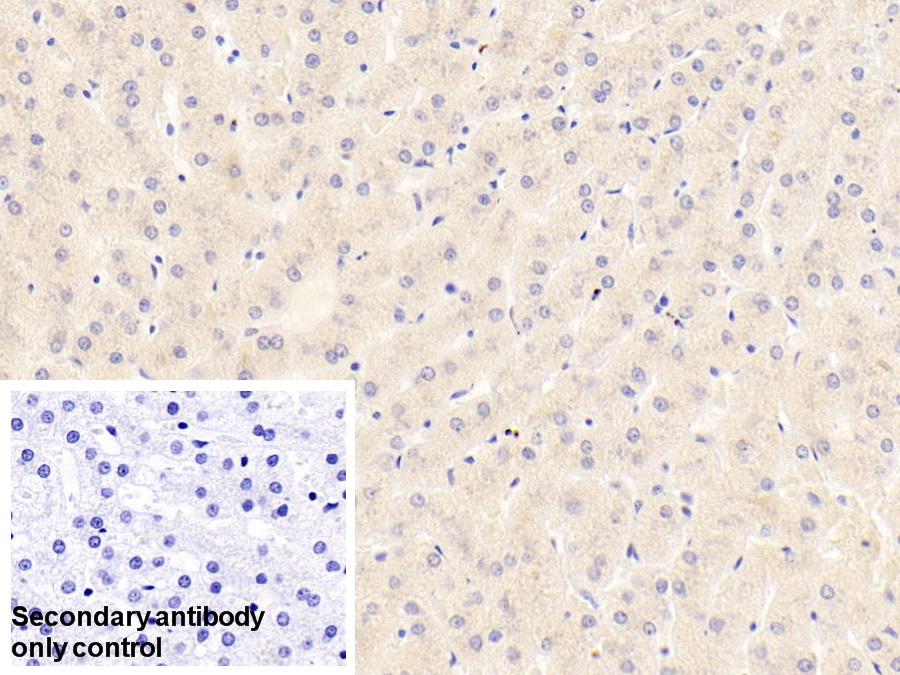 Polyclonal Antibody to Serum Amyloid A4, Constitutive (SAA4)