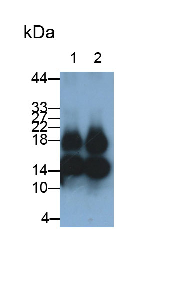 Polyclonal Antibody to Serum Amyloid A4, Constitutive (SAA4)