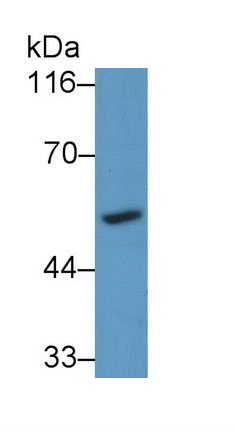 Polyclonal Antibody to Cytochrome P450 26A1 (CYP26A1)