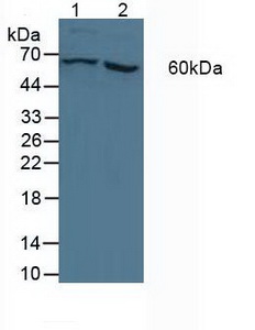 Polyclonal Antibody to Cytochrome P450 11A1 (CYP11A1)