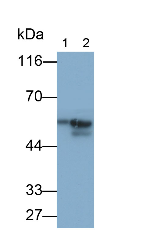 Polyclonal Antibody to Cytochrome P450 11A1 (CYP11A1)