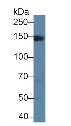 Polyclonal Antibody to Mitogen Activated Protein Kinase Kinase Kinase 6 (MAP3K6)