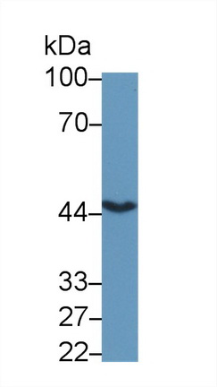 Polyclonal Antibody to Mitogen Activated Protein Kinase 12 (MAPK12)