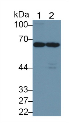 Polyclonal Antibody to Protein Tyrosine Phosphatase, Non Receptor Type 9 (PTPN9)