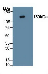 Polyclonal Antibody to Protein Tyrosine Phosphatase Receptor Type Z (PTPRZ)