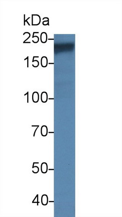 Polyclonal Antibody to ATP Binding Cassette Transporter A4 (ABCA4)