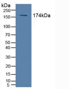 Polyclonal Antibody to ATP Binding Cassette Transporter C2 (ABCC2)