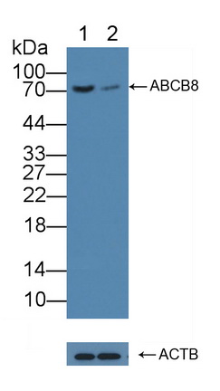 Polyclonal Antibody to ATP Binding Cassette Transporter B8 (ABCB8)