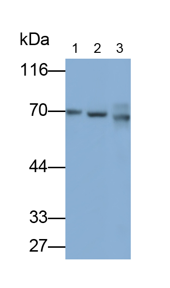 Polyclonal Antibody to ATP Binding Cassette Transporter D3 (ABCD3)